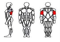 Svalove skupiny - triceps v sedě